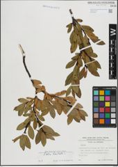 Foto von Salix hastata L.